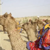 Отель Camel Safari Dunes Camp, фото 9