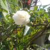 Отель Samudra Guest House, фото 3