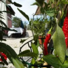 Отель Agriturismo La Ruelle, фото 4