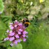 Отель Willows B&B, фото 1