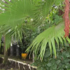Отель Dian Fossey Nyiramacibir Hotel, фото 29
