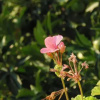 Отель Villa Melini, фото 19