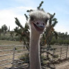 Отель Charming Ostrich Ranch Guest House, фото 3