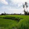 Отель Ubud Riverview Villa, фото 3