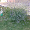 Отель Pansion Maglica, фото 10