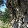 Отель Tenuta Mirabolano, фото 4