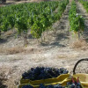 Отель Agriturismo Feudo Gagliardi, фото 6