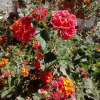 Отель Sumaq Wasi, фото 4