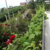 Отель Rose Villa Trabzon, фото 6