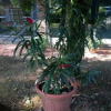 Отель Villa Rosina, фото 5