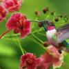 Отель Pousada Beija Flor, фото 14