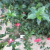 Отель Pousada As Relíquias de Minas, фото 3