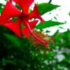 Отель Hibiscus House Bed and Breakfast, фото 8