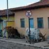 Отель Chales das Andorinhas, фото 9
