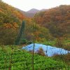 Отель Namsan Hanok Pension, фото 2