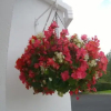 Отель Parkhouse B&B, фото 1