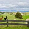 Отель YiFan Lake View Manor In Rotorua, фото 6