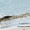 Отель Sandpiper Beach Cabanas, фото 7