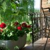 Отель Agriturismo Cornieto, фото 7