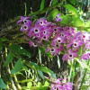 Отель Pousada Abigail Condé, фото 4
