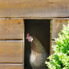 Отель Chalet Hinterweiding-Gut, фото 4