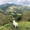 Отель Reserva El Cairo - Valle de Cocora, фото 13