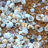 Отель Palms of Sanibel Blue Cottage, фото 5