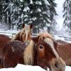 Отель Agritur Bontempelli, фото 13