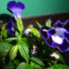 Отель Hostería Familiar Lo de Julia, фото 11