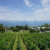 Отель Schuchmann Wines Chateau, фото 11