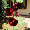 Отель La Casa Di Scarlett, фото 3