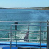 Отель Waterfront Jervis Bay Escape Cooinda, фото 7