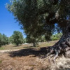 Отель Cava Degli Ulivi, фото 1