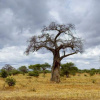Отель Oliver's Camp, фото 5