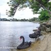 Отель Swanriver Applecross Shortstays, фото 9