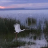 Отель Eagles Point Camp, Lake Elementaita, фото 7