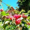 Отель Chalés Fazenda das Samambaias, фото 5