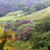 Отель Bosque Dos Beija Flores Pousada E Spa, фото 6