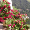 Отель Haus Tasser, фото 7