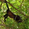 Отель Alouatta Lodge, фото 6
