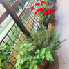 Отель Grace Home, фото 13