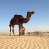 Отель Maison Proche De Desert, фото 3