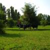 Отель Agriturismo B&B Cascina Isola Maria, фото 8