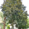 Отель Villa Annenstein, фото 6