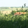 Отель Hoeve Hommerich, фото 1