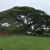 Отель Hacienda El Saman, фото 11