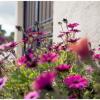 Отель Jo Marinis Rooms, фото 8