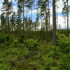 Отель The Morrum River Bed and Breakfast, фото 2