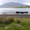 Отель Bleanaskill Lodge & Achill Secret Garden, фото 3