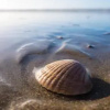 Отель Strandmuschel, фото 6